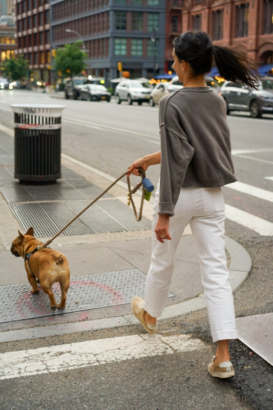 Leinenführigkeit bei kleinen Hunden: Tipps und Tricks - Bailey and Bo - House of Dogs