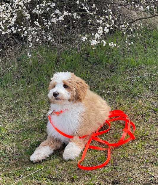 Bernerdoodle mit Neon Orangener Scheleppleine