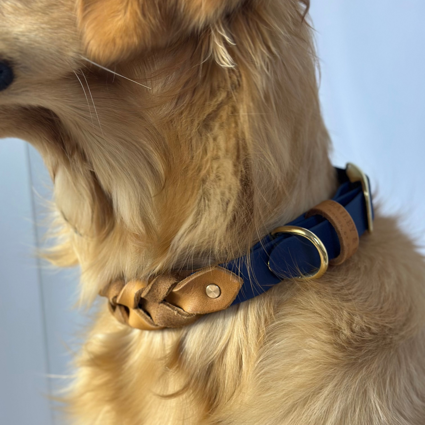 Hund trägt das BASELINE Halsband in Dunkelblau-Cognac – komfortabler Sitz und edles Design im Alltag