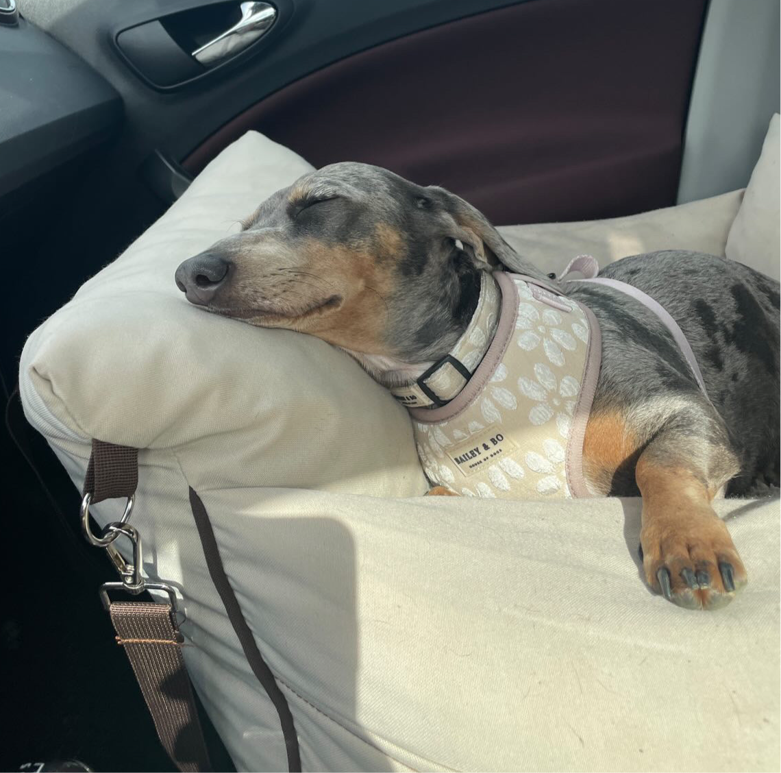 Dackel im Brustgeschirr beige im Auto