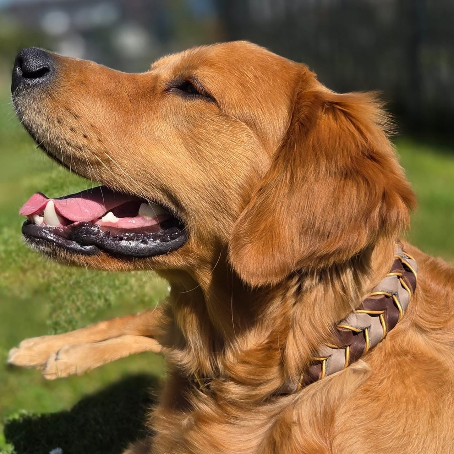Golden Retriever mit Leder Hundehalsband geflochten braun beige gold
