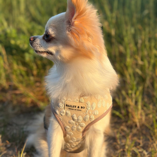 Kleiner Hund trägt das Vanilla Blossom Brustgeschirr mit floralem Muster in Mocha – bequem & stilvoll
