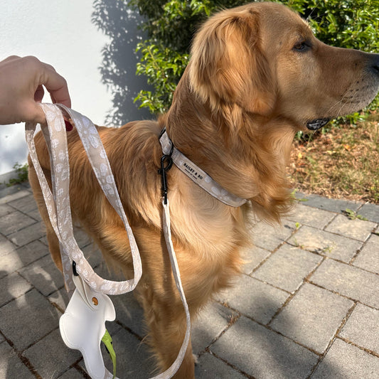 Golden Retriever mit Vanilla Blossom Hundeleine und Halsband im Mocha-Flower-Design