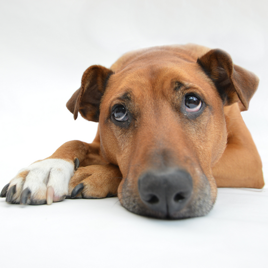 Beschäftigung für Hunde
