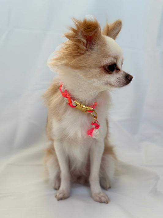 Paracord Halsband Mini Dog Edition - Design Your Own