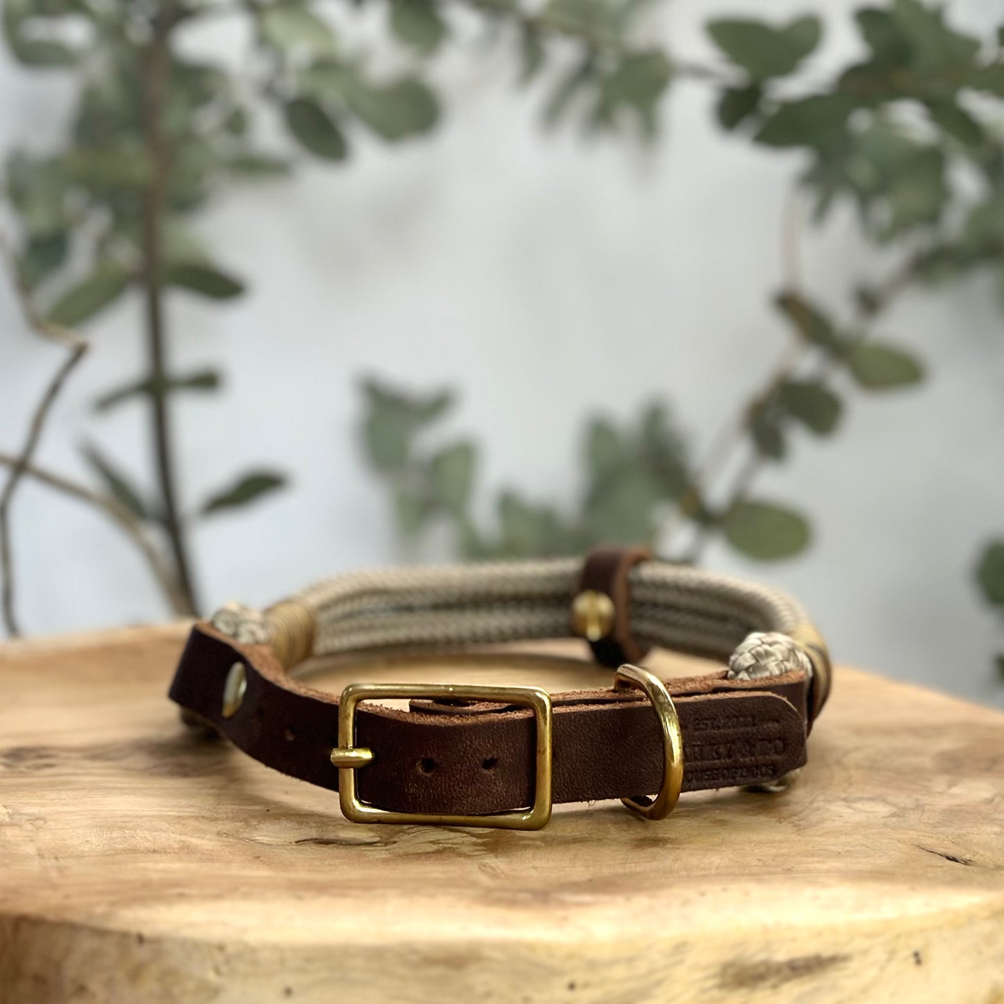 Lederhalsband und Tauseil mit goldenen beschlägen in Braun