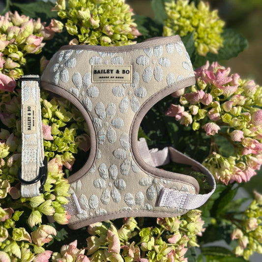 Brustgeschirr und Halsband Vanilla Blossom in Beige für Hunde