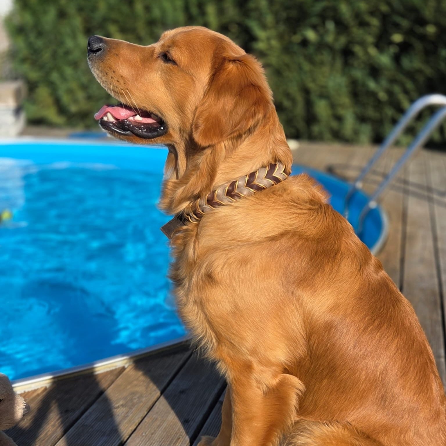 Detail GOLDEN COUNTRY Hundehalsband – stabile Messingbeschläge und elegante Lederschnur in Goldoptik

