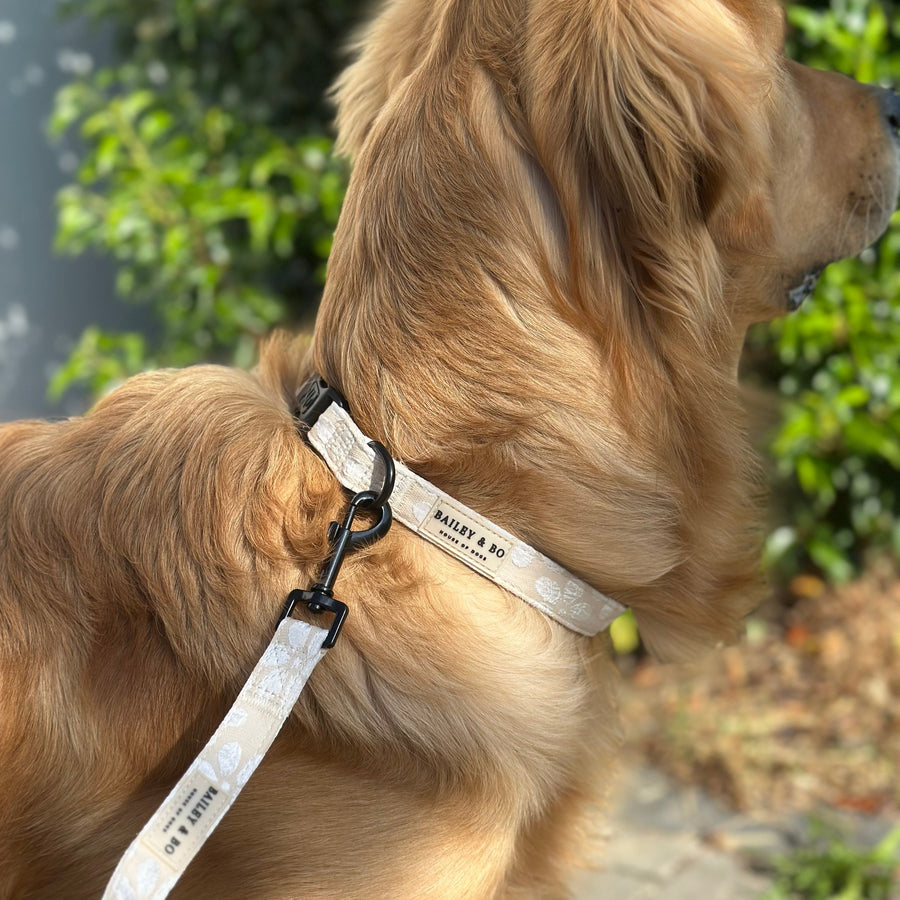 Kleiner Hund trägt das Vanilla Blossom Hundehalsband mit floraler Stickerei im Mocha-Look

