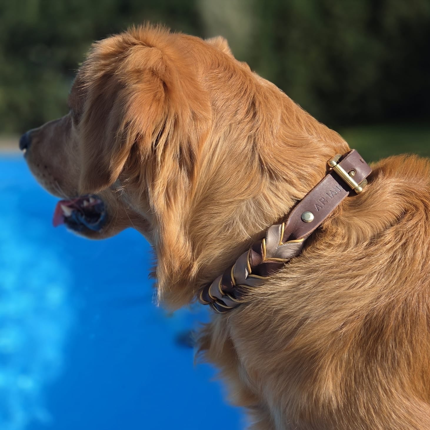 Hund trägt das GOLDEN COUNTRY Halsband aus Fettleder in Braun-Schlamm – edles Design für große Hunde

