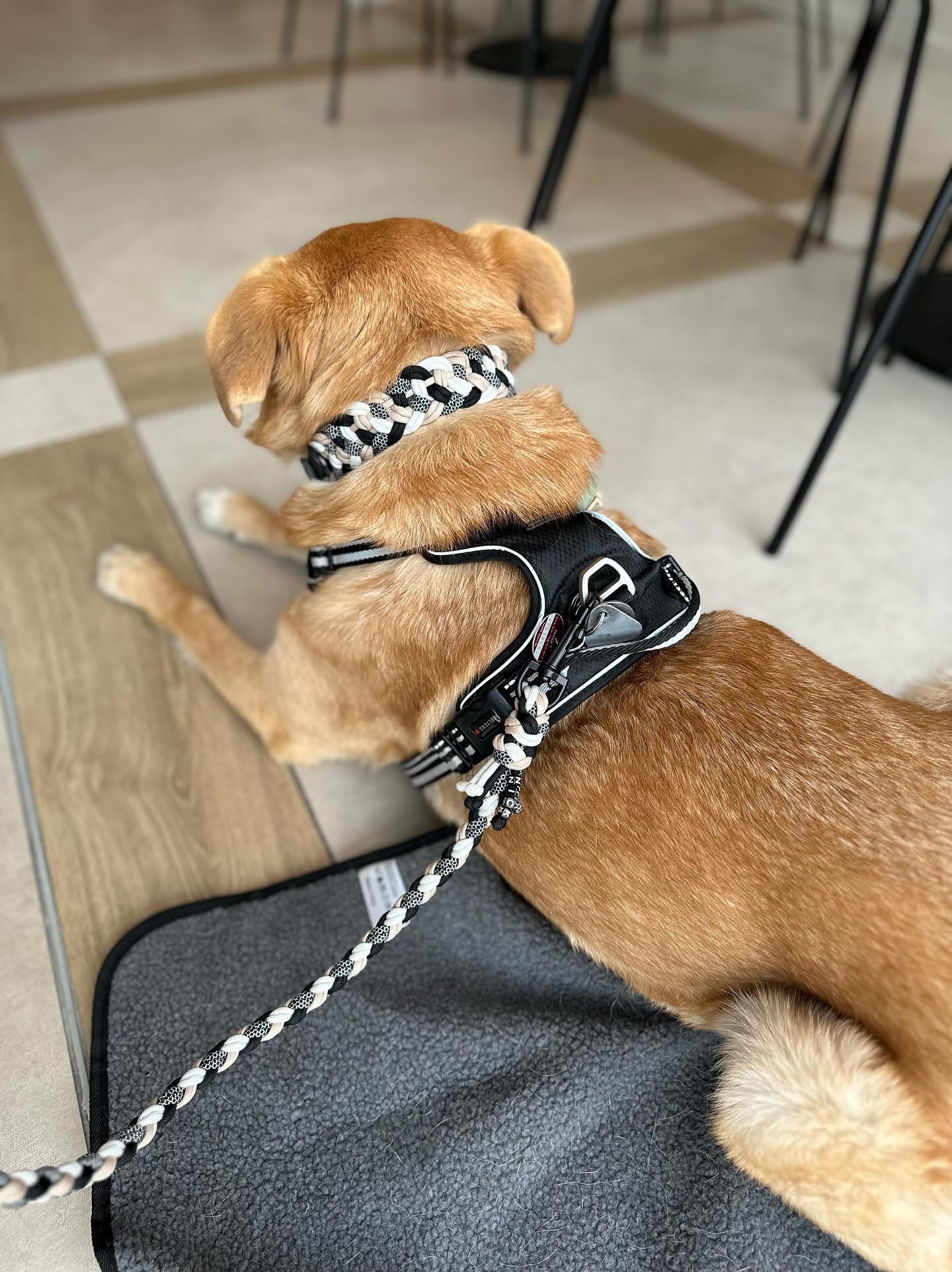 hundeleine paracord
