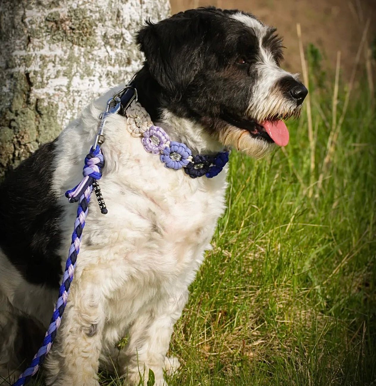 Blumenhalsband für Hunde individuell verstellbar hund auf der wiese mit halsband aus blumen