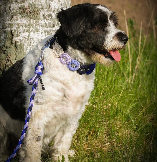 Blumenhalsband für Hunde individuell verstellbar 